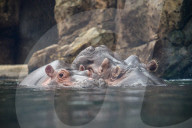 Wildlife At The Cincinnati Zoo And Botanical Garden