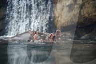Wildlife At The Cincinnati Zoo And Botanical Garden