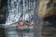 Wildlife At The Cincinnati Zoo And Botanical Garden