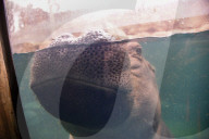 Wildlife At The Cincinnati Zoo And Botanical Garden