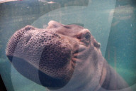 Wildlife At The Cincinnati Zoo And Botanical Garden