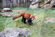 Wildlife At The Cincinnati Zoo And Botanical Garden