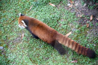 Wildlife At The Cincinnati Zoo And Botanical Garden