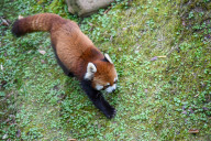 Wildlife At The Cincinnati Zoo And Botanical Garden
