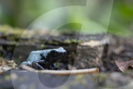Global Frog Pandemic Affects The Poisonous Frog Adelphobates Galactonotus In The Brazilian Amazon