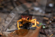 Global Frog Pandemic Affects The Poisonous Frog Adelphobates Galactonotus In The Brazilian Amazon