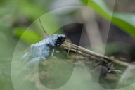 Global Frog Pandemic Affects The Poisonous Frog Adelphobates Galactonotus In The Brazilian Amazon