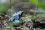 Global Frog Pandemic Affects The Poisonous Frog Adelphobates Galactonotus In The Brazilian Amazon