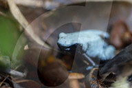 Global Frog Pandemic Affects The Poisonous Frog Adelphobates Galactonotus In The Brazilian Amazon