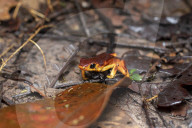 Global Frog Pandemic Affects The Poisonous Frog Adelphobates Galactonotus In The Brazilian Amazon