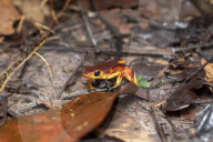 Global Frog Pandemic Affects The Poisonous Frog Adelphobates Galactonotus In The Brazilian Amazon