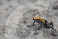 Global Frog Pandemic Affects The Poisonous Frog Adelphobates Galactonotus In The Brazilian Amazon