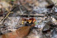 Global Frog Pandemic Affects The Poisonous Frog Adelphobates Galactonotus In The Brazilian Amazon