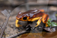 Global Frog Pandemic Affects The Poisonous Frog Adelphobates Galactonotus In The Brazilian Amazon