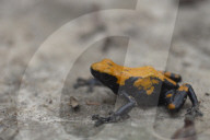 Global Frog Pandemic Affects The Poisonous Frog Adelphobates Galactonotus In The Brazilian Amazon