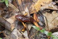 Global Frog Pandemic Affects The Poisonous Frog Adelphobates Galactonotus In The Brazilian Amazon
