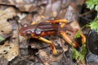 Global Frog Pandemic Affects The Poisonous Frog Adelphobates Galactonotus In The Brazilian Amazon