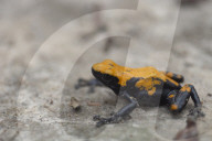 Global Frog Pandemic Affects The Poisonous Frog Adelphobates Galactonotus In The Brazilian Amazon