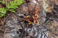 Global Frog Pandemic Affects The Poisonous Frog Adelphobates Galactonotus In The Brazilian Amazon