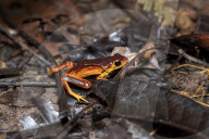 Global Frog Pandemic Affects The Poisonous Frog Adelphobates Galactonotus In The Brazilian Amazon
