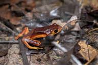 Global Frog Pandemic Affects The Poisonous Frog Adelphobates Galactonotus In The Brazilian Amazon