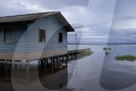 Global Frog Pandemic Affects The Poisonous Frog Adelphobates Galactonotus In The Brazilian Amazon