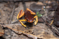 Global Frog Pandemic Affects The Poisonous Frog Adelphobates Galactonotus In The Brazilian Amazon