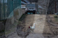 Encounter In Kashmir 