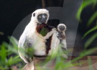 FEATURE - Nachwuchs bei den Kattas im Chester Zoo