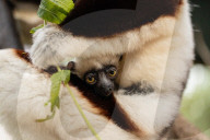 FEATURE - Nachwuchs bei den Kattas im Chester Zoo