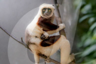 FEATURE - Nachwuchs bei den Kattas im Chester Zoo