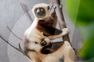 FEATURE - Nachwuchs bei den Kattas im Chester Zoo