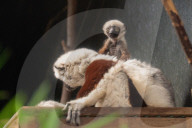 FEATURE - Nachwuchs bei den Kattas im Chester Zoo