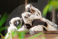 FEATURE - Nachwuchs bei den Kattas im Chester Zoo