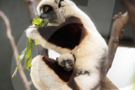 FEATURE - Nachwuchs bei den Kattas im Chester Zoo