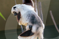 FEATURE - Nachwuchs bei den Kattas im Chester Zoo