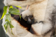 FEATURE - Nachwuchs bei den Kattas im Chester Zoo