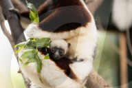 FEATURE - Nachwuchs bei den Kattas im Chester Zoo