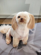 FEATURE - Shih Tzu Hündin Rhuh wurde bei der diesjährigen Crufts Hundeschau ausgezeichnet, obwohl sie nur ein Auge hat