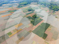 The Golden Harvest Of Faridpur