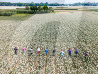 The Golden Harvest Of Faridpur
