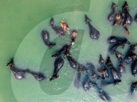 Summer Heat Drives Buffaloes To River In Bangladesh