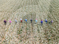 The Golden Harvest Of Faridpur