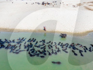 Summer Heat Drives Buffaloes To River In Bangladesh