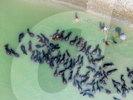 Summer Heat Drives Buffaloes To River In Bangladesh