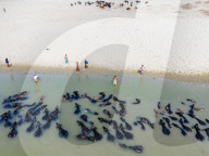 Summer Heat Drives Buffaloes To River In Bangladesh