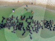 Summer Heat Drives Buffaloes To River In Bangladesh
