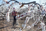 A Farmer Pollinates Apricot Flowers in Zaozhuang