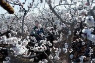 A Farmer Pollinates Apricot Flowers in Zaozhuang