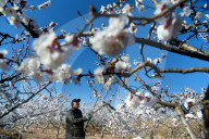 A Farmer Pollinates Apricot Flowers in Zaozhuang